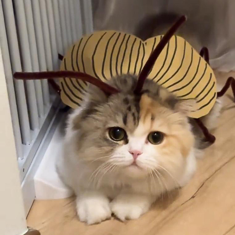 Funny Cockroach Cosplay Cat Co - Cosplay Prop Kit recension och pris